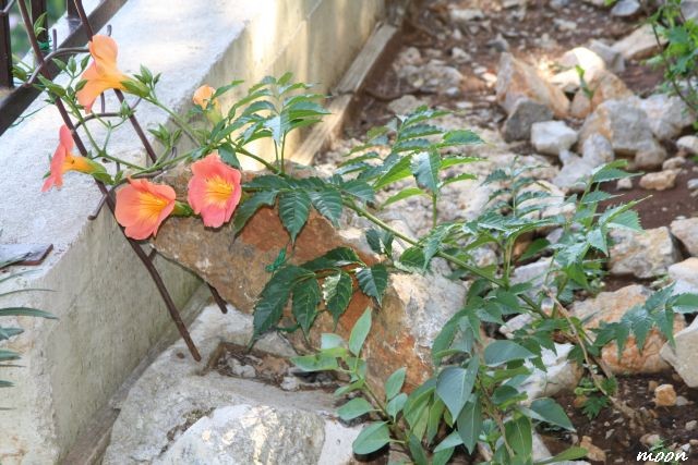 Tekoma (Campsis t. Madame Galen)
